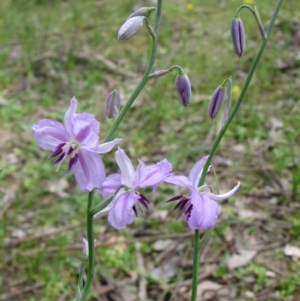 Arthropodium strictum at Nangus, NSW - 11 Oct 2015 01:10 PM