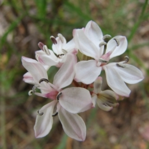 Burchardia umbellata at Nangus, NSW - 11 Oct 2015