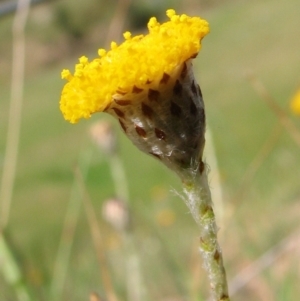 Leptorhynchos squamatus at Nangus, NSW - 11 Oct 2015