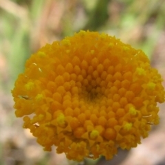 Leptorhynchos squamatus at Nangus, NSW - 11 Oct 2015