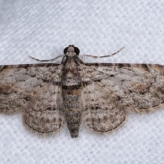 Chloroclystis insigillata (Chloroclystis insigillata) at Melba, ACT - 20 Dec 2020 by kasiaaus