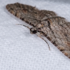 Chloroclystis insigillata at Melba, ACT - 21 Dec 2020