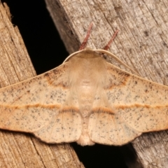 Antictenia punctunculus (A geometer moth) at Melba, ACT - 21 Dec 2020 by kasiaaus