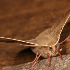 Antictenia punctunculus at Melba, ACT - 21 Dec 2020