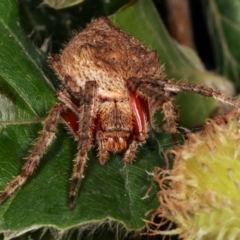 Araneinae (subfamily) (Orb weaver) at Melba, ACT - 21 Dec 2020 by kasiaaus