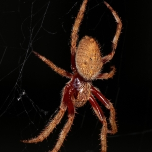 Hortophora sp. (genus) at Melba, ACT - 21 Dec 2020