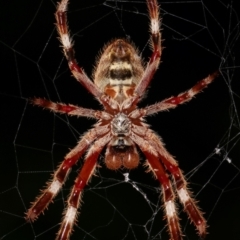 Hortophora sp. (genus) at Melba, ACT - 21 Dec 2020