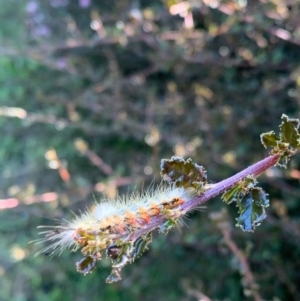 Orgyia anartoides at Murrumbateman, NSW - 7 Jan 2021