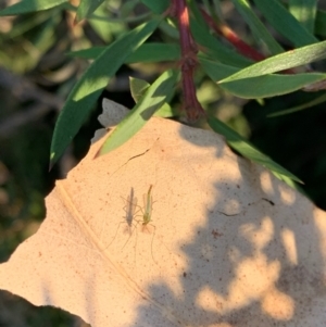 Chironomidae (family) at Murrumbateman, NSW - 5 Jan 2021 07:42 PM