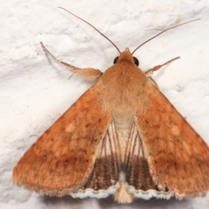 Helicoverpa punctigera at Melba, ACT - 21 Dec 2020