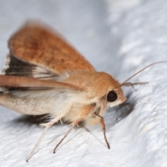 Helicoverpa punctigera at Melba, ACT - 21 Dec 2020