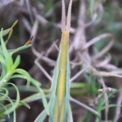 Acrida conica (Giant green slantface) at Moruya, NSW - 7 Jan 2021 by LisaH