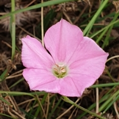 Convolvulus angustissimus subsp. angustissimus (Australian Bindweed) at Cook, ACT - 4 Jan 2021 by drakes