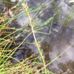 Haloragis heterophylla (Variable Raspwort) at Majura, ACT - 7 Jan 2021 by JaneR