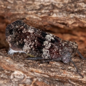 Platybrachys sp. (genus) at Paddys River, ACT - 7 Jan 2021