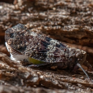 Platybrachys sp. (genus) at Paddys River, ACT - 7 Jan 2021