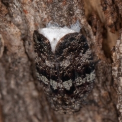 Platybrachys sp. (genus) at Paddys River, ACT - 7 Jan 2021