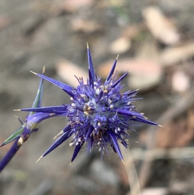 Eryngium ovinum (Blue Devil) at Conder, ACT - 3 Jan 2021 by RohanT