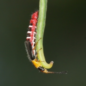 Carphurus sp. (genus) at Acton, ACT - 7 Jan 2021