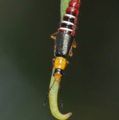 Carphurus sp. (genus) at Acton, ACT - 7 Jan 2021