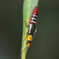 Carphurus sp. (genus) at Acton, ACT - 7 Jan 2021 12:49 PM