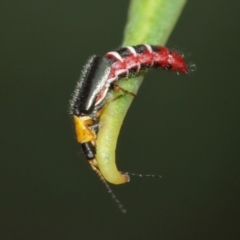 Carphurus sp. (genus) at Acton, ACT - 7 Jan 2021