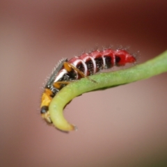 Carphurus sp. (genus) at Acton, ACT - 7 Jan 2021