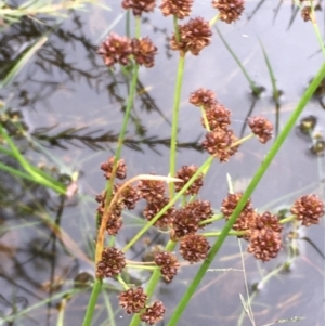 Juncus planifolius at Majura, ACT - 7 Jan 2021