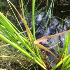 Juncus planifolius at Majura, ACT - 7 Jan 2021