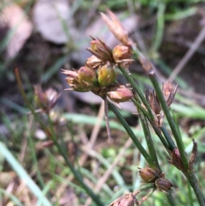 Juncus homalocaulis at Downer, ACT - 5 Jan 2021