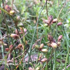 Juncus homalocaulis at Downer, ACT - 5 Jan 2021