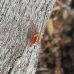 Rainbowia sp. (genus) (A mite) at Paddys River, ACT - 7 Jan 2021 by Christine