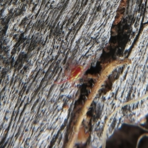 Rainbowia sp. (genus) at Paddys River, ACT - 7 Jan 2021