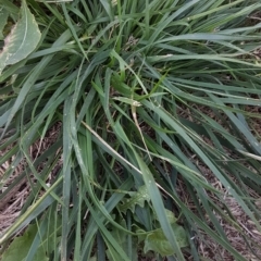 Nassella neesiana (Chilean Needlegrass) at Bass Gardens Park, Griffith - 5 Jan 2021 by SRoss