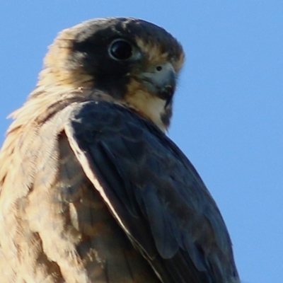 Falco longipennis (Australian Hobby) at West Wodonga, VIC - 7 Jan 2021 by Kyliegw