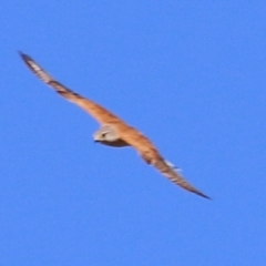 Falco cenchroides (Nankeen Kestrel) at Felltimber Creek NCR - 7 Jan 2021 by Kyliegw