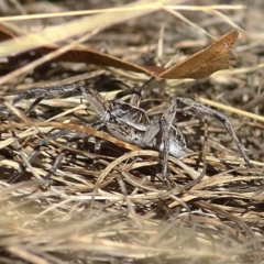Lycosidae (family) (Unidentified wolf spider) at Felltimber Creek NCR - 7 Jan 2021 by Kyliegw