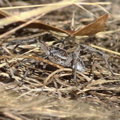 Lycosidae (family) (Wolf spider) at Felltimber Creek NCR - 8 Jan 2021 by KylieWaldon