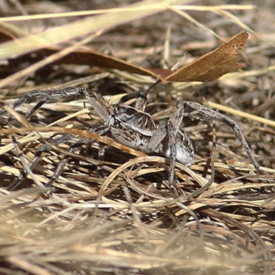 Lycosidae (family) (Unidentified wolf spider) at Felltimber Creek NCR - 7 Jan 2021 by Kyliegw