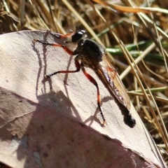 Neoaratus hercules (Herculean Robber Fly) at West Wodonga, VIC - 7 Jan 2021 by Kyliegw