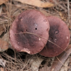 Unidentified Cup or disk - with no 'eggs' at Moruya, NSW - 7 Jan 2021 by LisaH