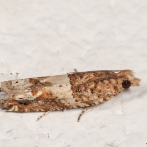 Crocidosema plebejana at Melba, ACT - 21 Dec 2020