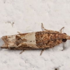 Crocidosema plebejana at Melba, ACT - 21 Dec 2020