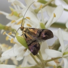 Nemophora (genus) (A Fairy Moth) at Hawker, ACT - 6 Jan 2021 by AlisonMilton