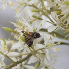 Nemophora (genus) at Hawker, ACT - 6 Jan 2021