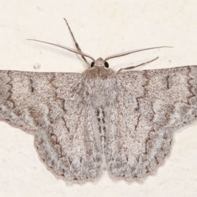 Crypsiphona ocultaria (Red-lined Looper Moth) at Melba, ACT - 21 Dec 2020 by kasiaaus