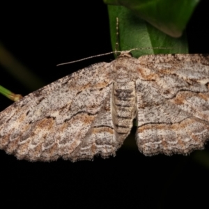 Ectropis (genus) at Melba, ACT - 21 Dec 2020 11:56 PM