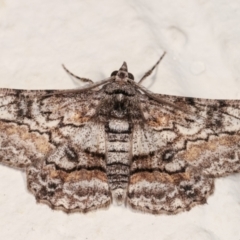 Cleora displicata (A Cleora Bark Moth (Boarmiini) at Melba, ACT - 22 Dec 2020 by kasiaaus