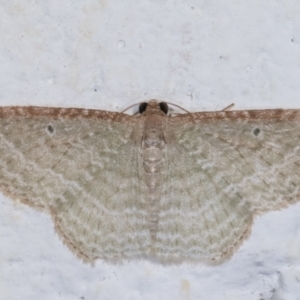 Poecilasthena pulchraria at Melba, ACT - 22 Dec 2020