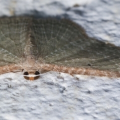 Poecilasthena pulchraria at Melba, ACT - 22 Dec 2020 12:01 AM